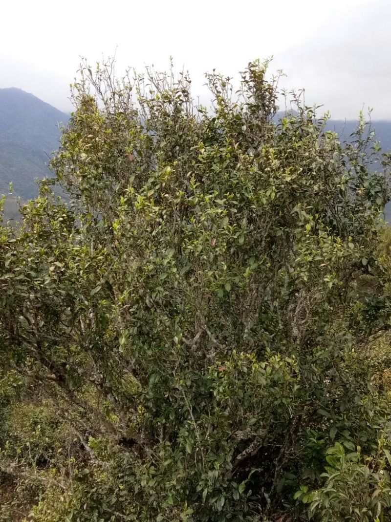 老树茶一级