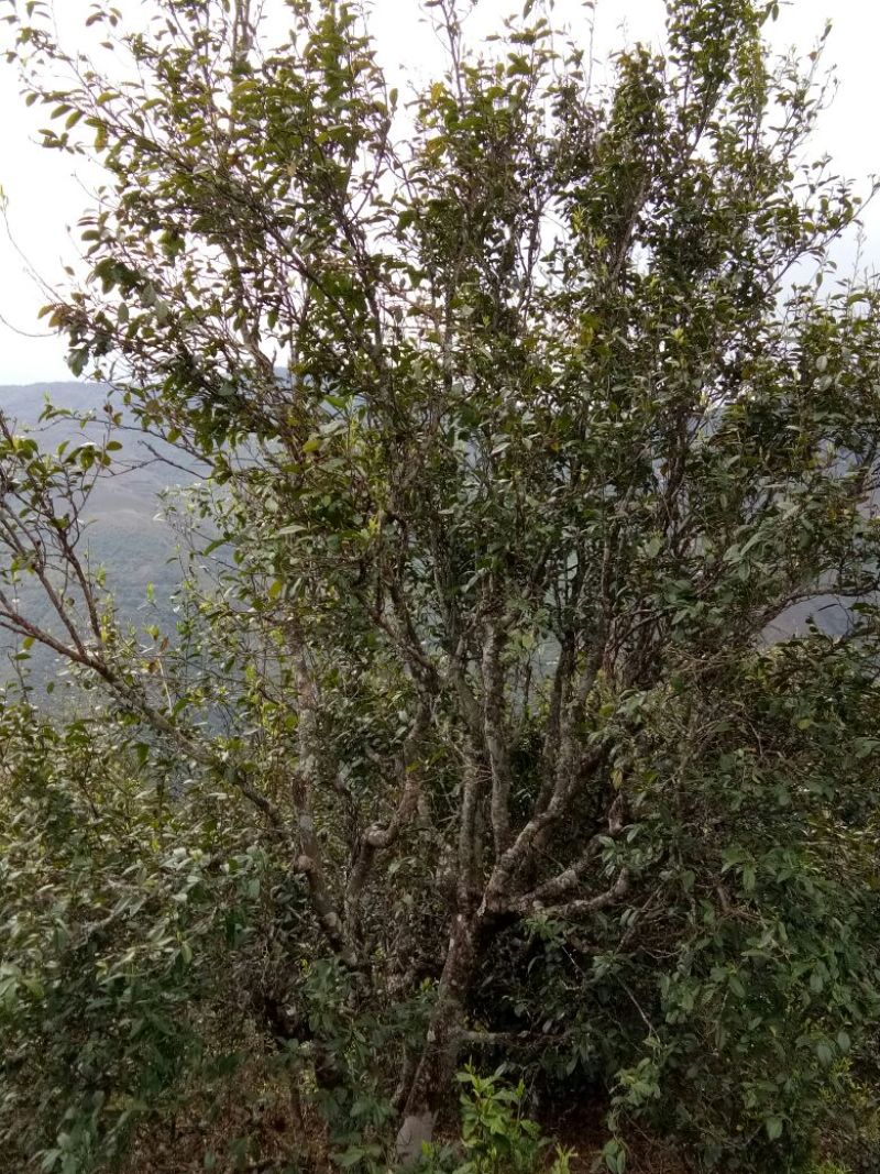老树茶一级
