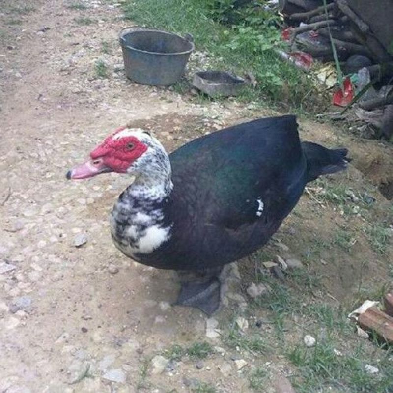 番鸭苗统货