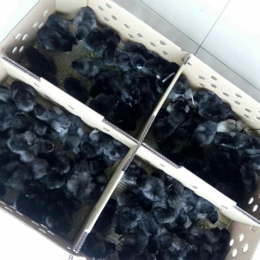绿壳蛋鸡苗35~45克出壳苗通货