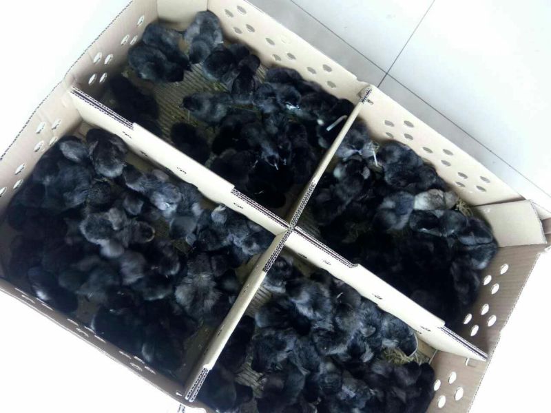 绿壳蛋鸡苗35~45克出壳苗通货
