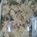 菊花茶一级