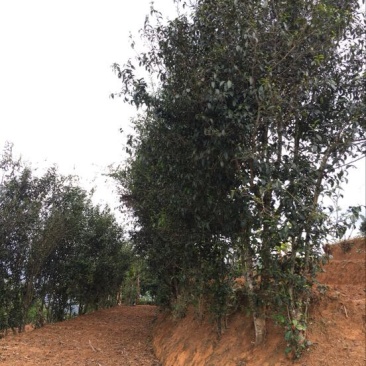 普洱茶