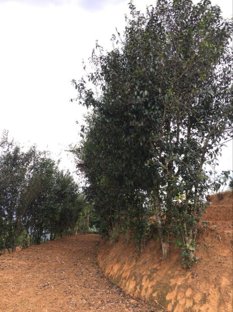 普洱茶