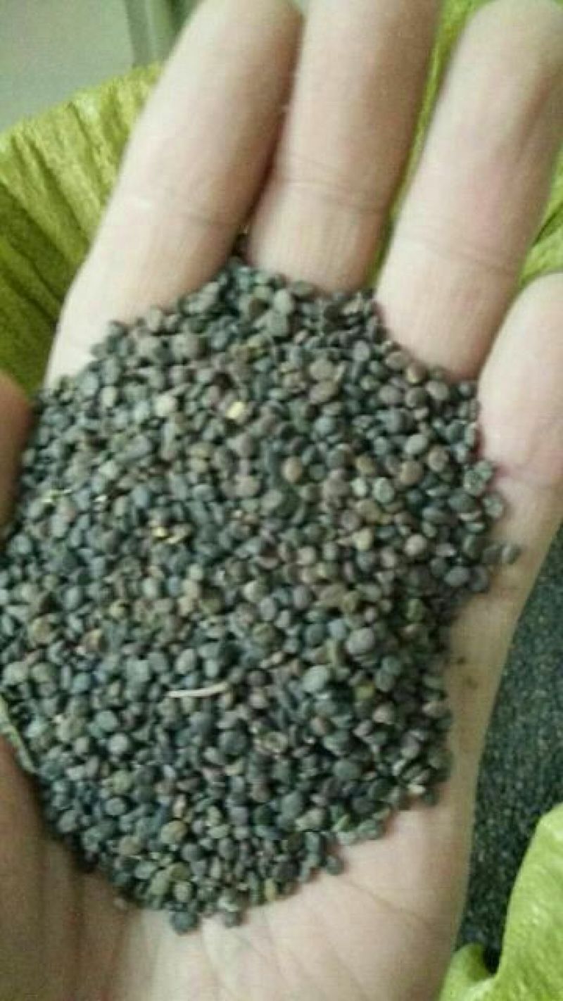 北黄芪种子85%以上黄芪种子中草药材黄芪种籽