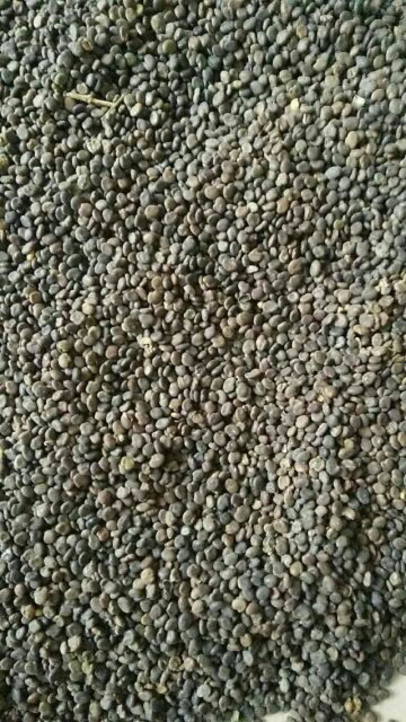 北黄芪种子85%以上黄芪种子中草药材黄芪种籽