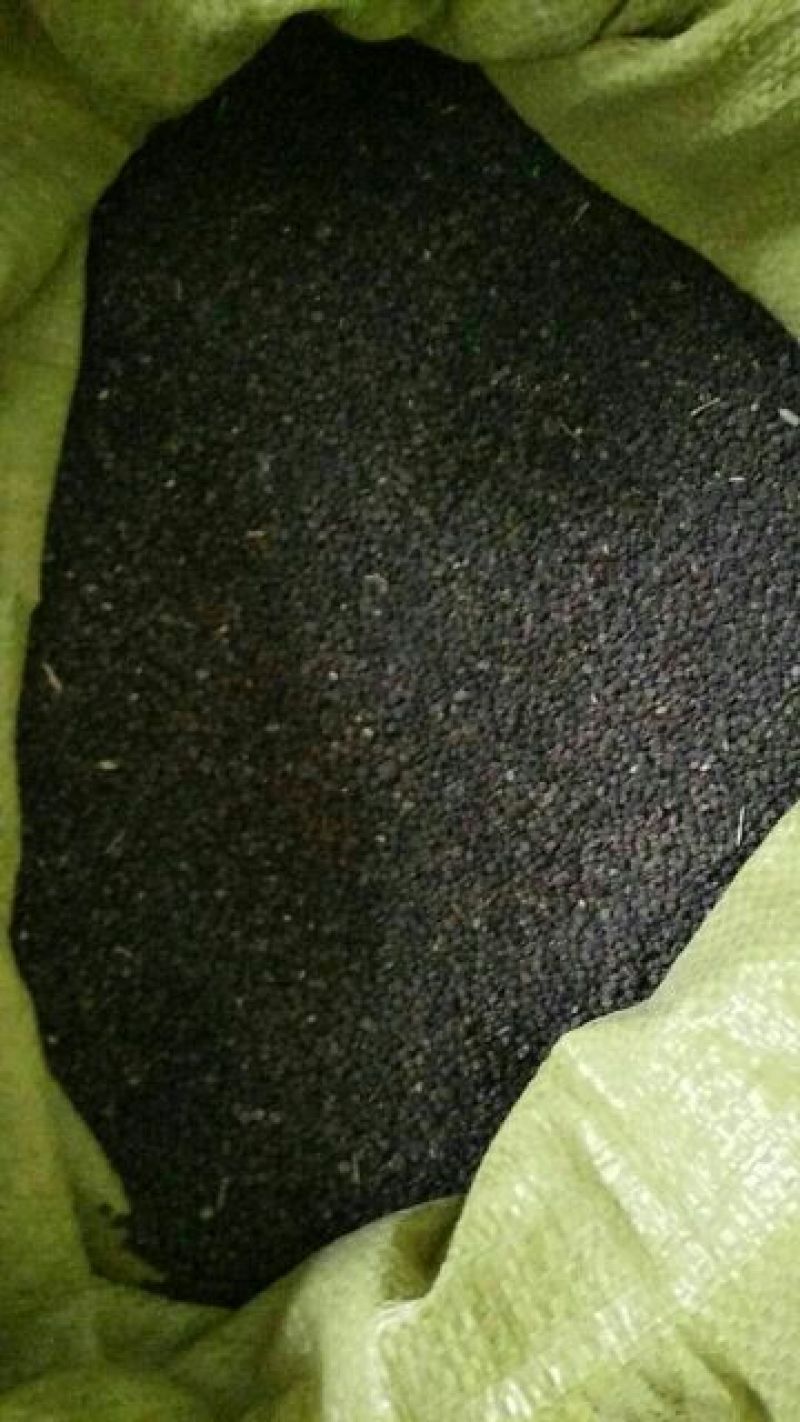 北黄芪种子85%以上黄芪种子中草药材黄芪种籽