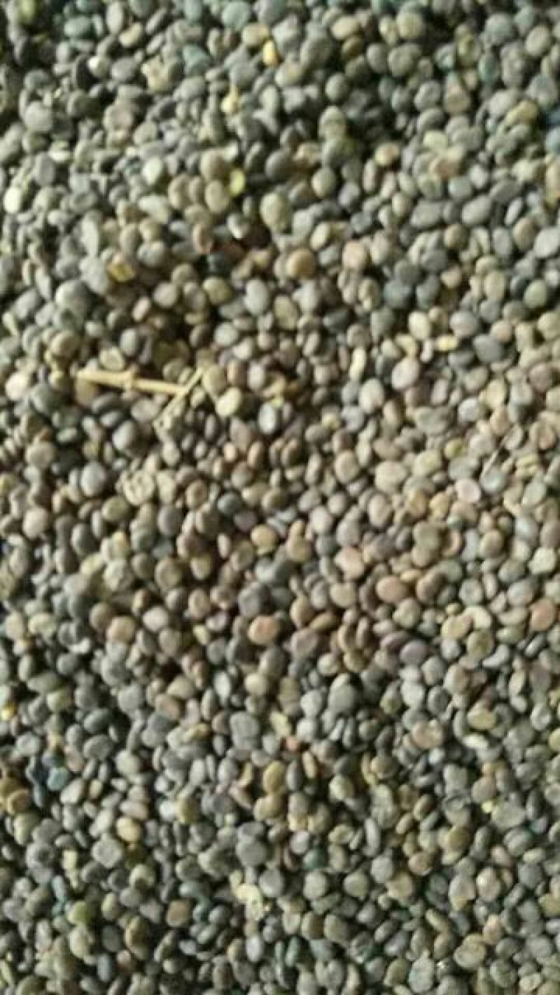 北黄芪种子85%以上黄芪种子中草药材黄芪种籽