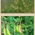 北黄芪种子85%以上黄芪种子中草药材黄芪种籽