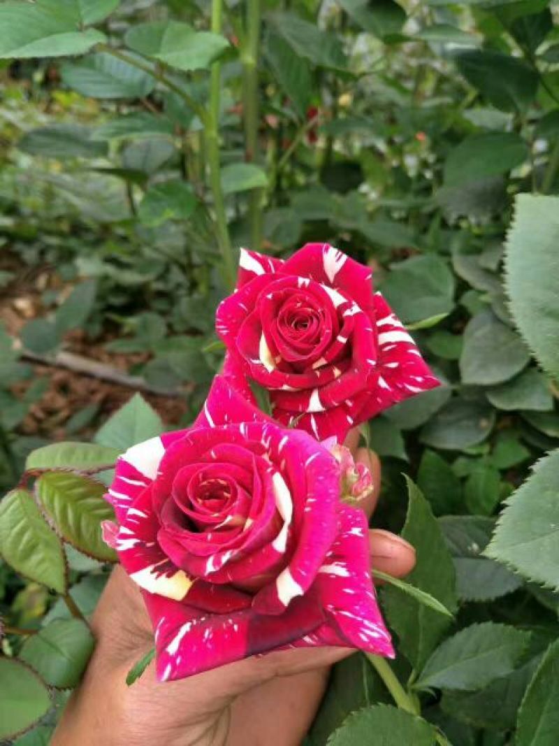 玫瑰苗50~60cm
