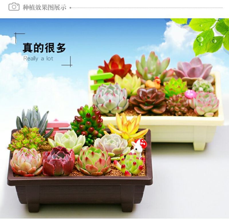 多肉植物含盆