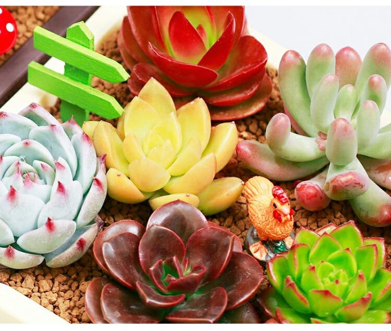 多肉植物含盆