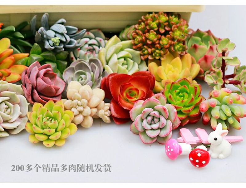 多肉植物含盆