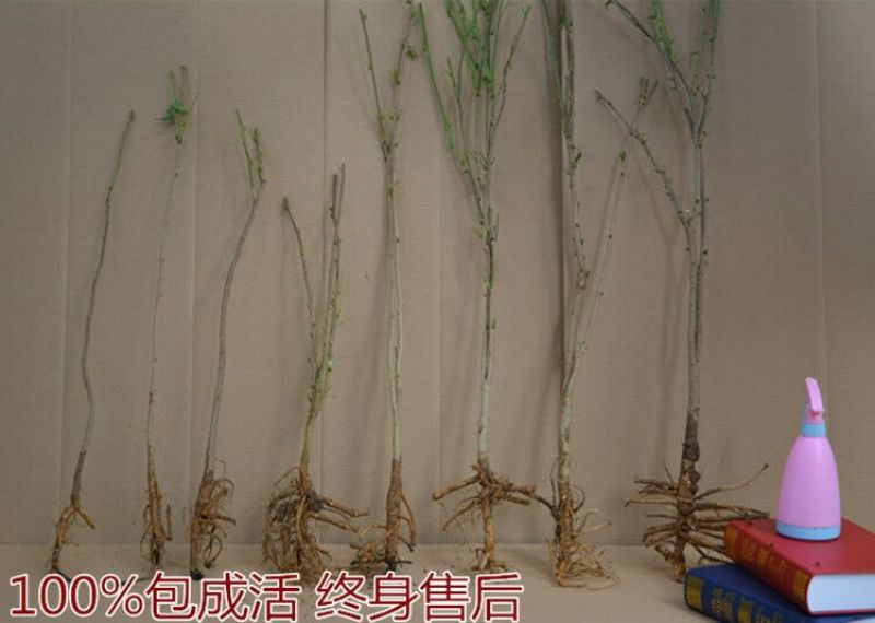 紫藤2~3cm1~1.5米
