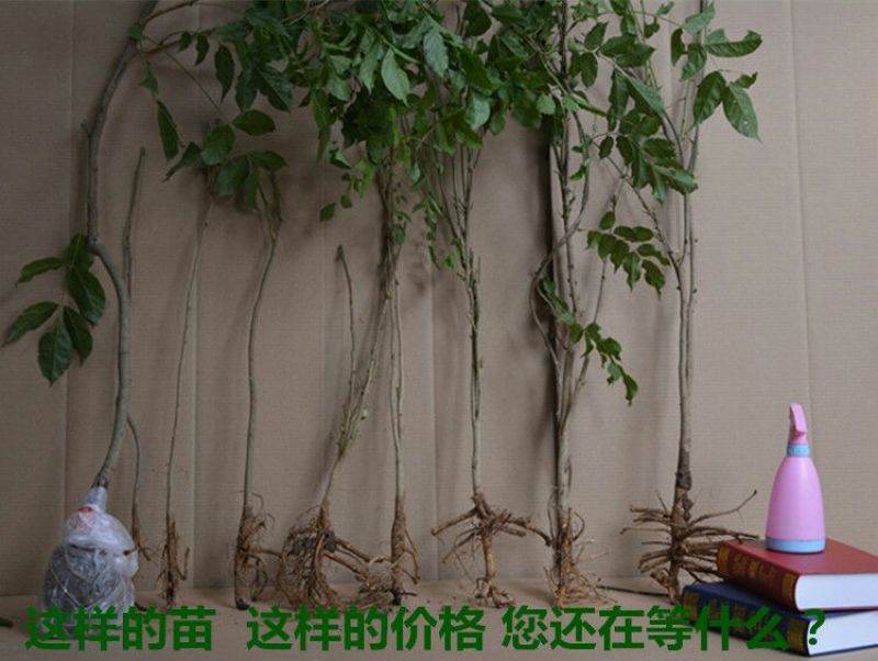 紫藤2~3cm1~1.5米