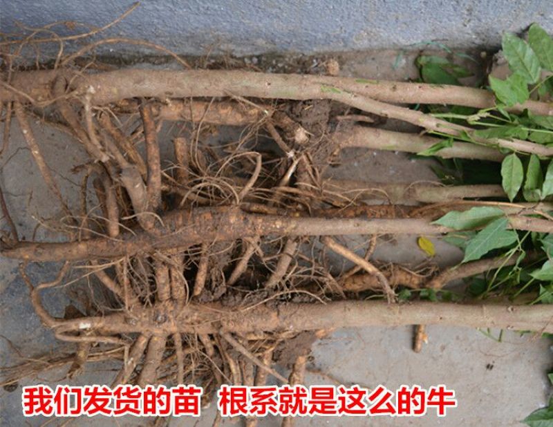 紫藤2~3cm1~1.5米