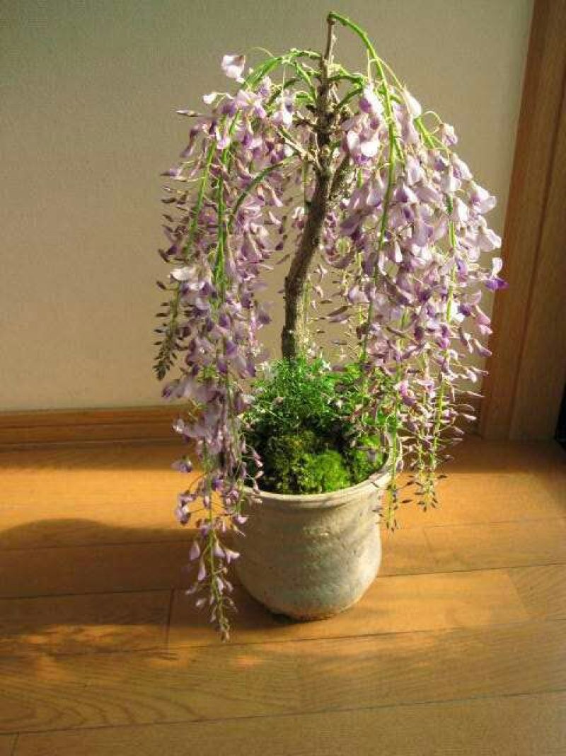 紫藤2~3cm1~1.5米