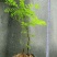 紫藤2~3cm1~1.5米