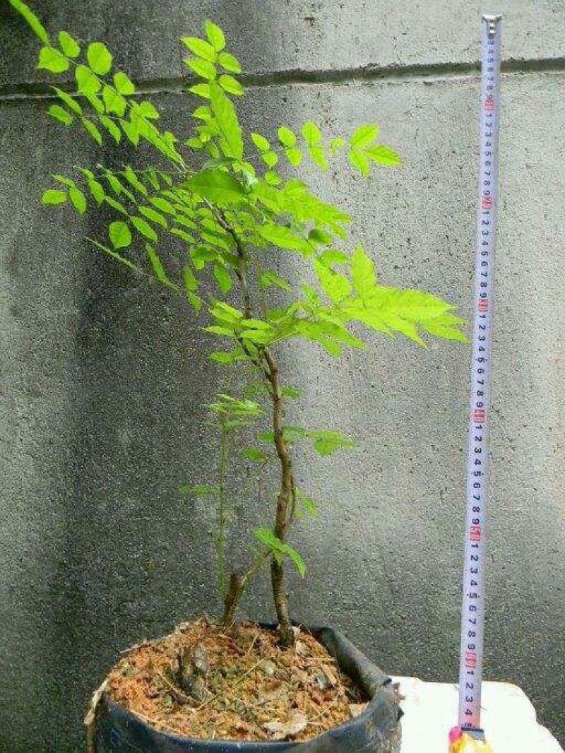 紫藤2~3cm1~1.5米