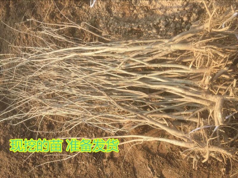 紫藤2~3cm1~1.5米