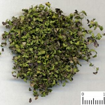 浮萍草江苏1公斤起批无硫无添加不包邮正品