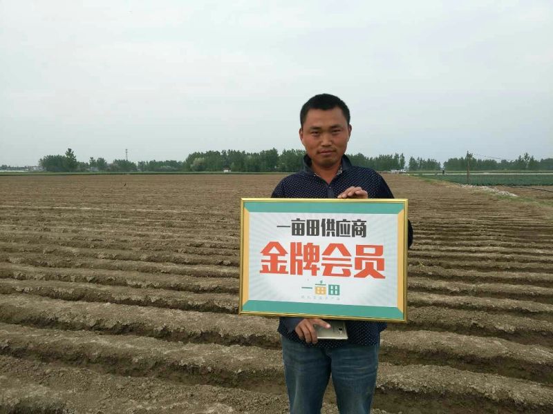 【推荐】安徽大姜大黄姜生姜2两以上带土规格齐全量大