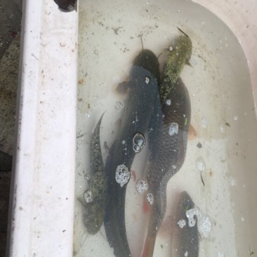 红鲤