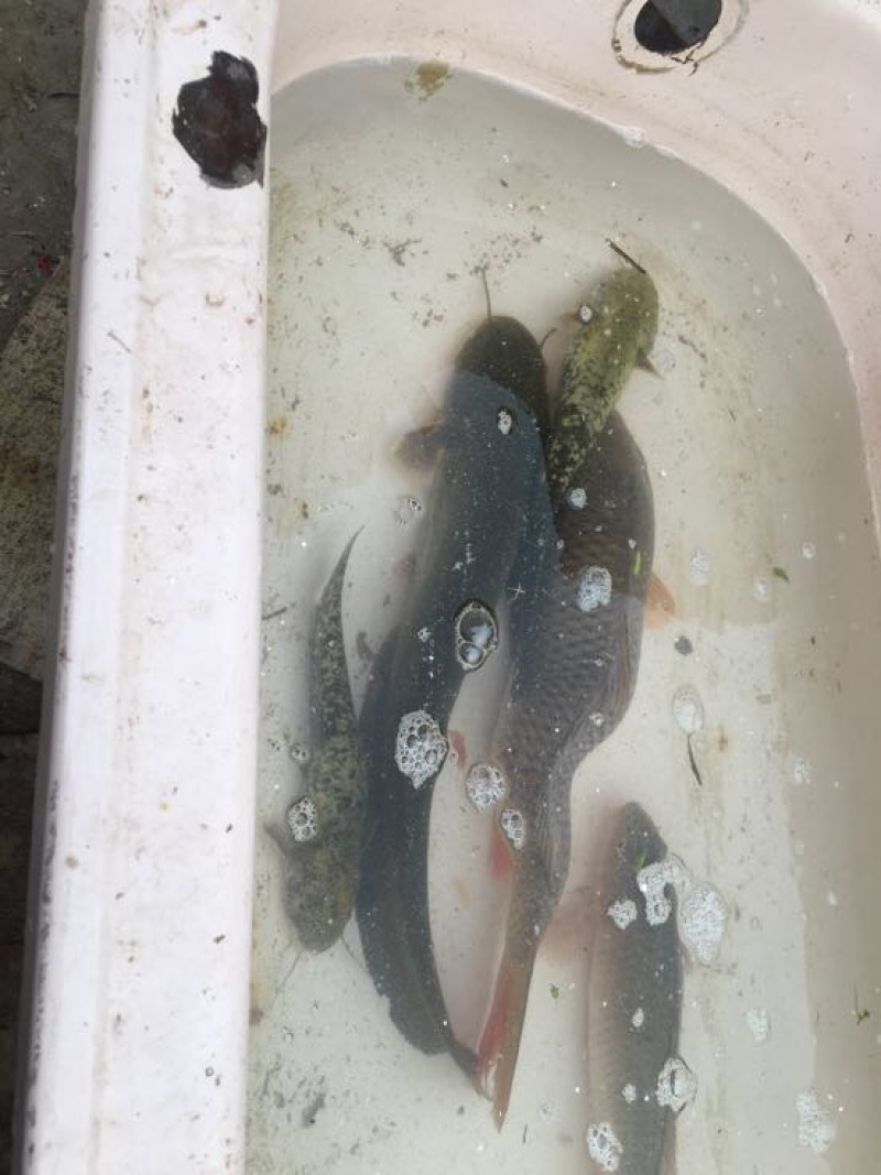 红鲤
