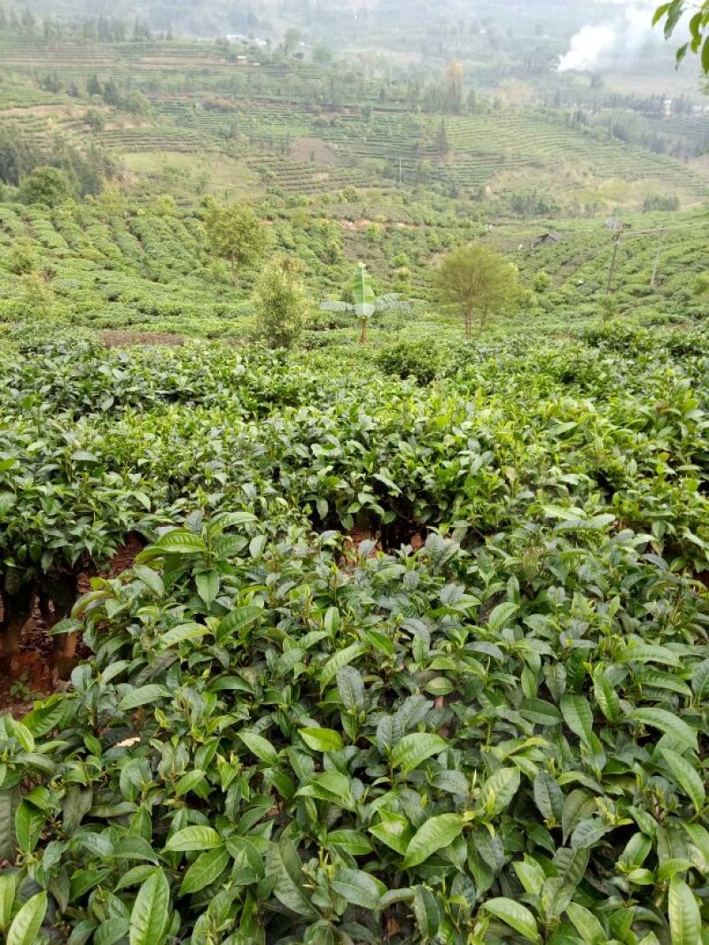 普洱茶二级