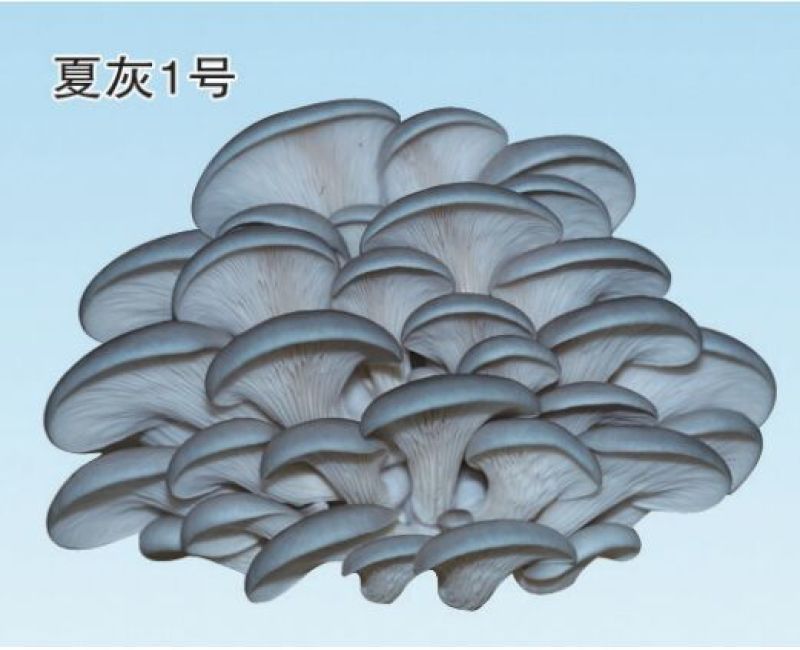 平菇菌棒23×53
