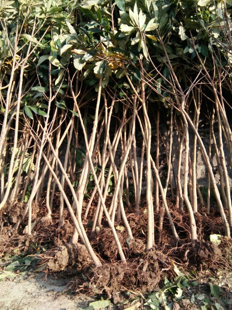 枇杷树171~200cm