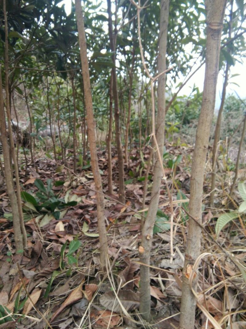 枇杷树171~200cm