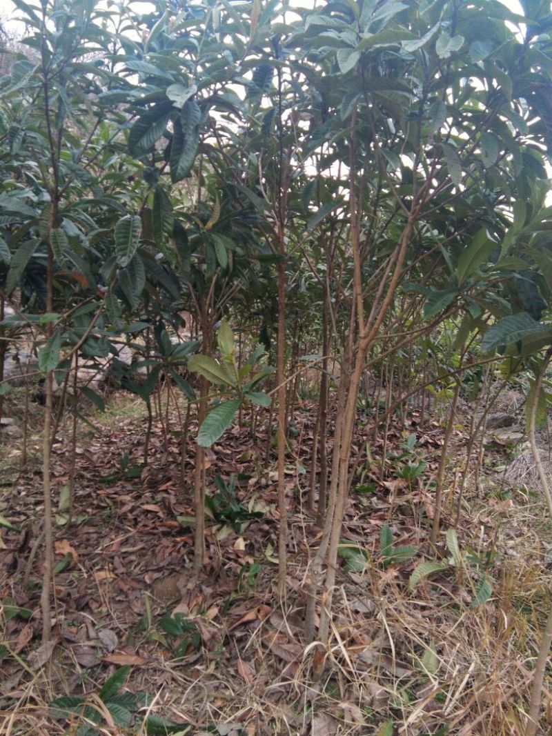 枇杷树171~200cm