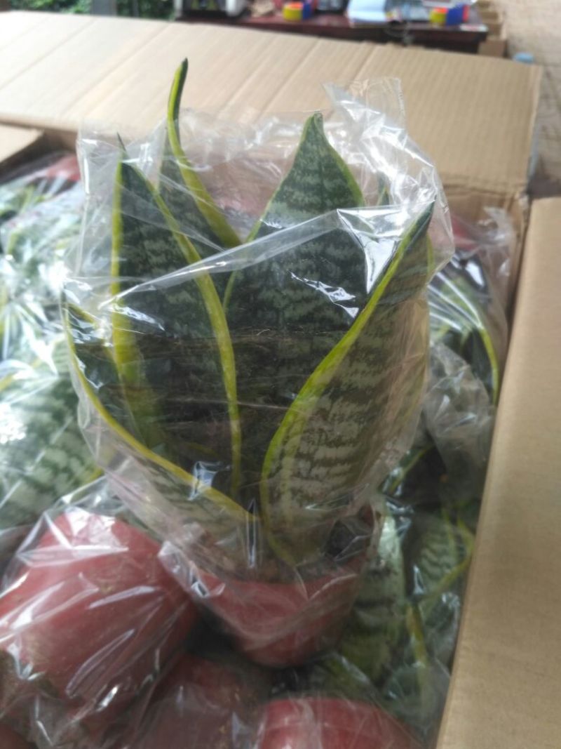 虎皮兰