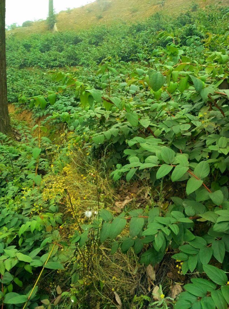 金银花苗（山银花苗）湘蕾5号（花王）苗。