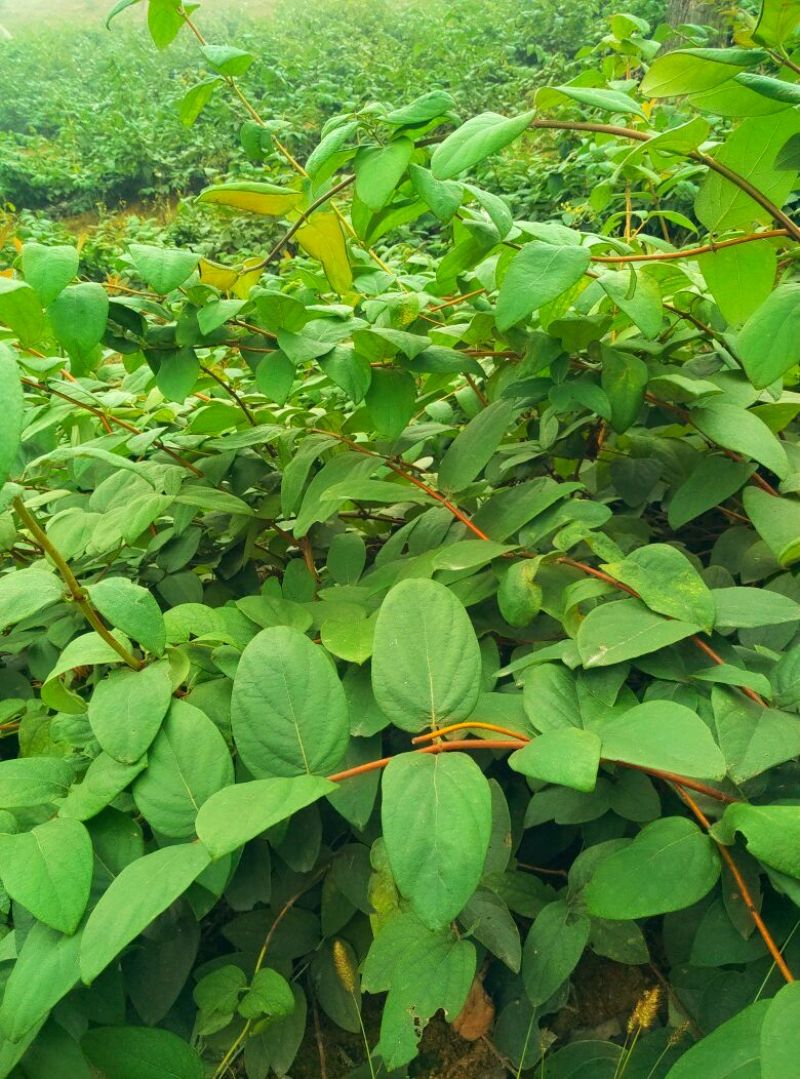 金银花苗（山银花苗）湘蕾5号（花王）苗。