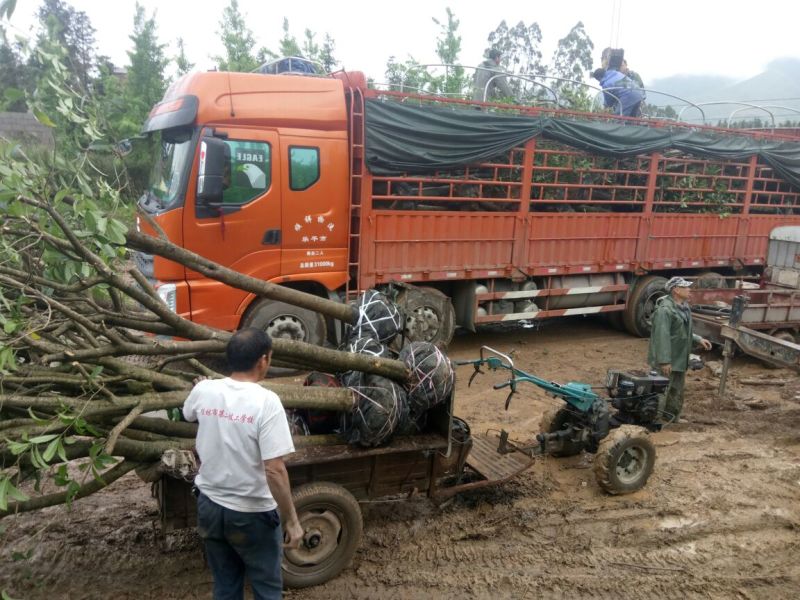 桂花树金桂树八月桂花树占地桂花树基地发货一手货源