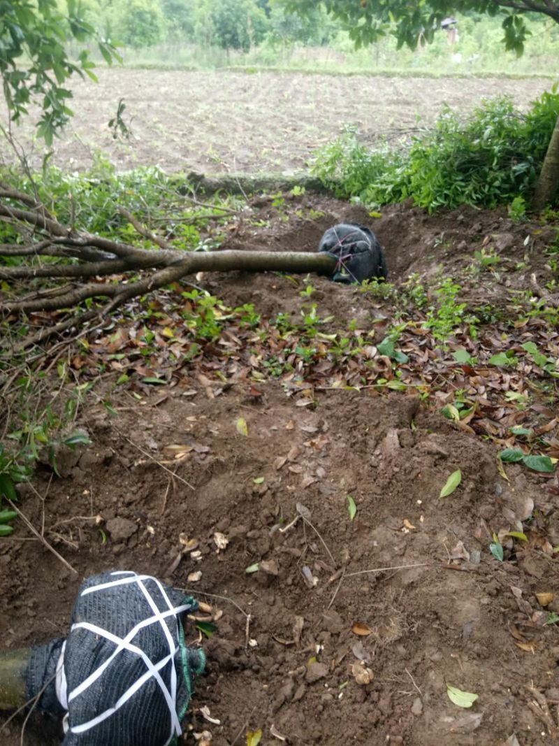 桂花树金桂树八月桂花树占地桂花树基地发货一手货源