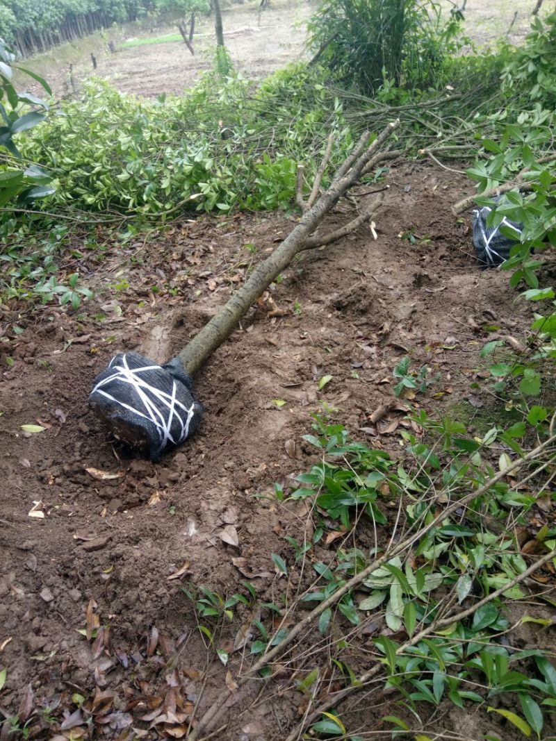 桂花树金桂树八月桂花树占地桂花树基地发货一手货源
