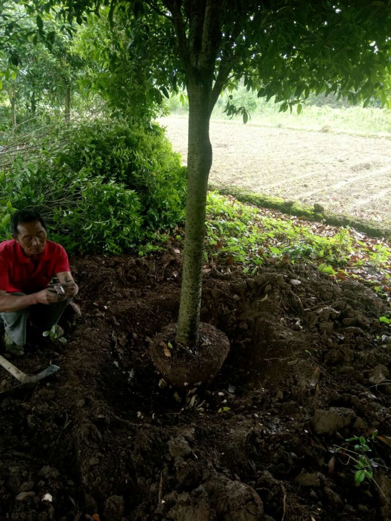 桂花树金桂树八月桂花树占地桂花树基地发货一手货源