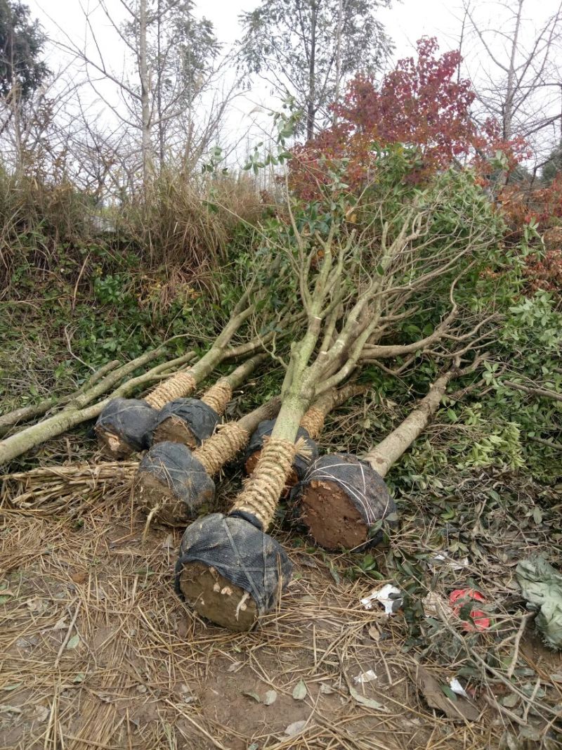 桂花树金桂树八月桂花树占地桂花树基地发货一手货源