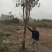 桂花树金桂树八月桂花树占地桂花树基地发货一手货源