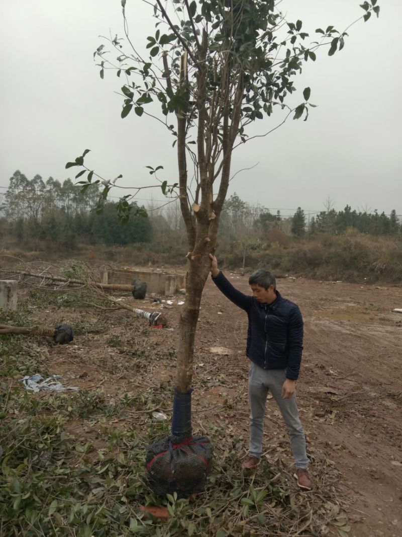 桂花树金桂树八月桂花树占地桂花树基地发货一手货源