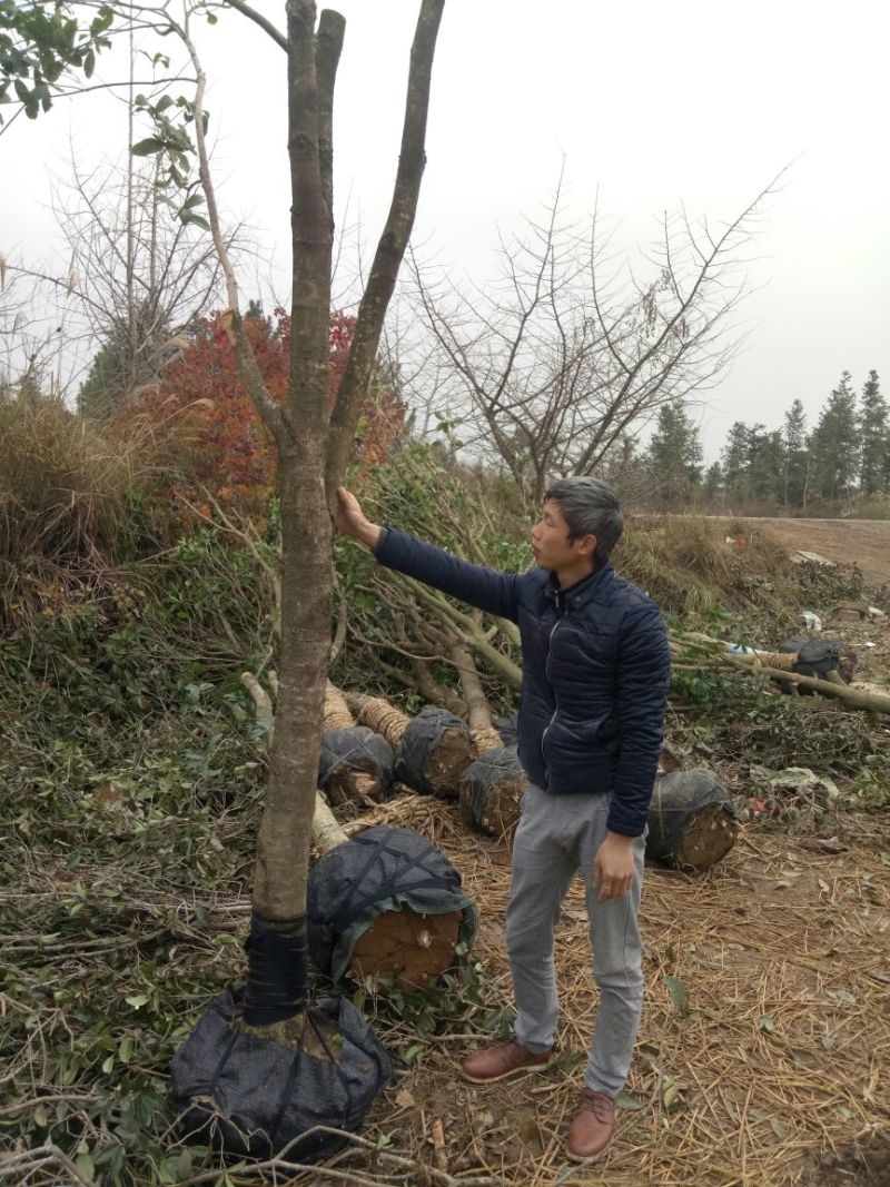 桂花树金桂树八月桂花树占地桂花树基地发货一手货源