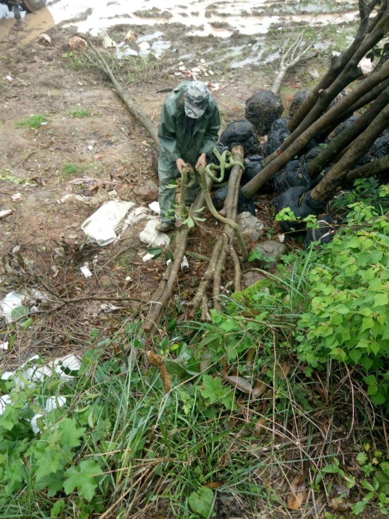 桂花树金桂树八月桂花树占地桂花树基地发货一手货源
