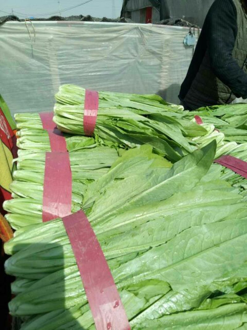 河北邯郸永年大量供应精品油麦菜