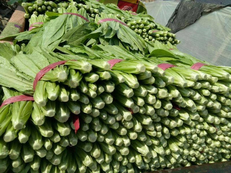 河北邯郸永年大量供应精品油麦菜