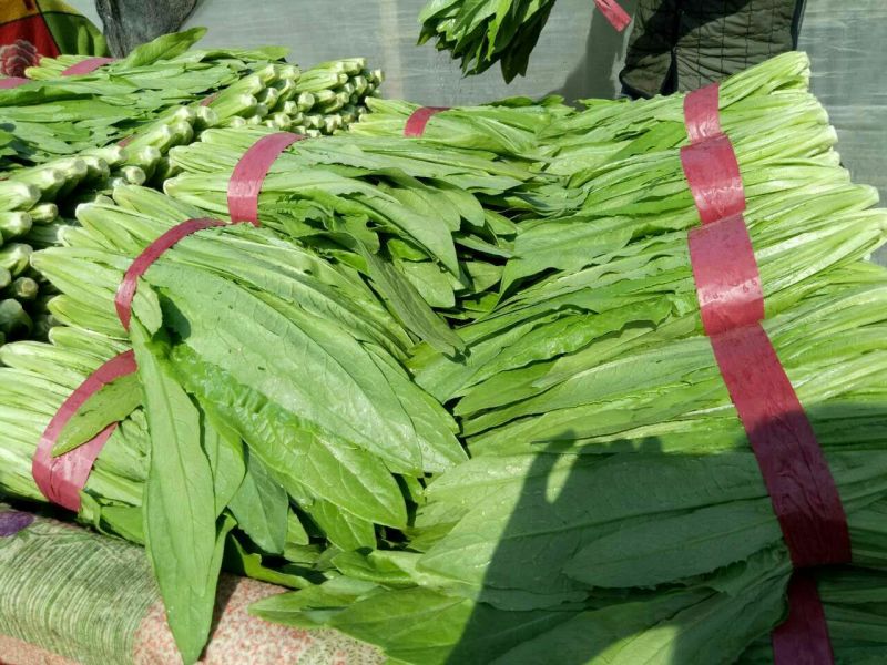 河北邯郸永年大量供应精品油麦菜