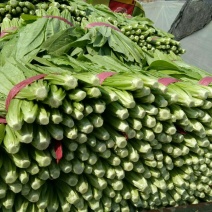 河北邯郸永年大量供应精品油麦菜