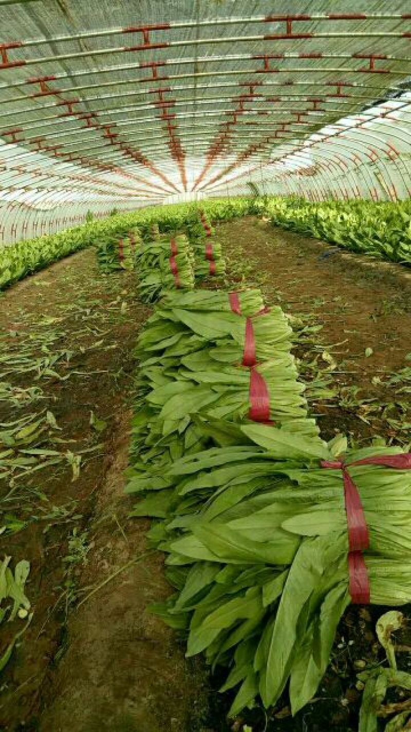 河北邯郸永年大量供应精品油麦菜